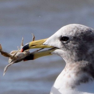 Gaviota cangrejera